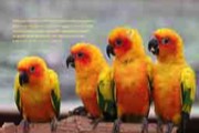 yellow-birds,