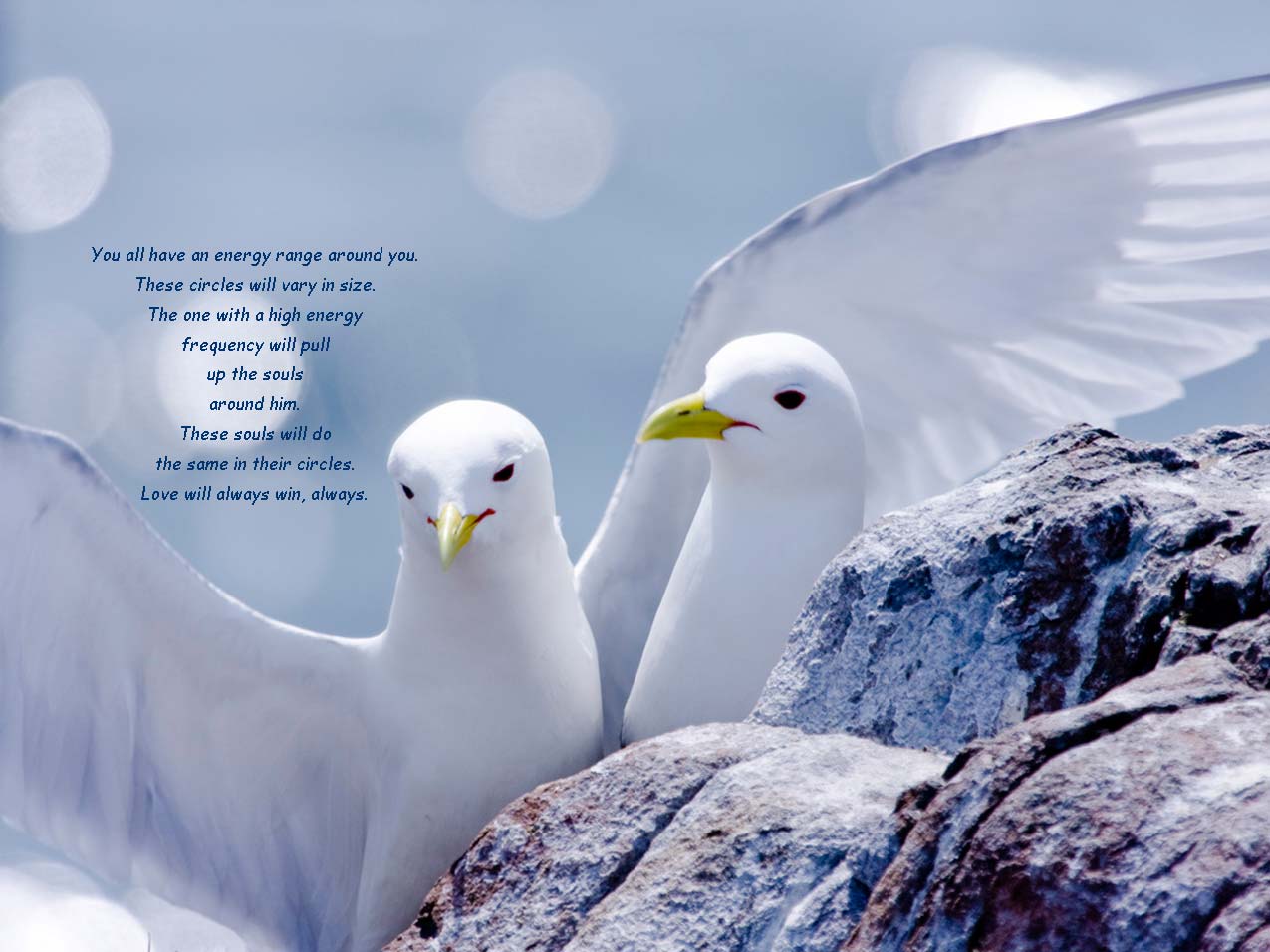 503-gulls-radiance-soul